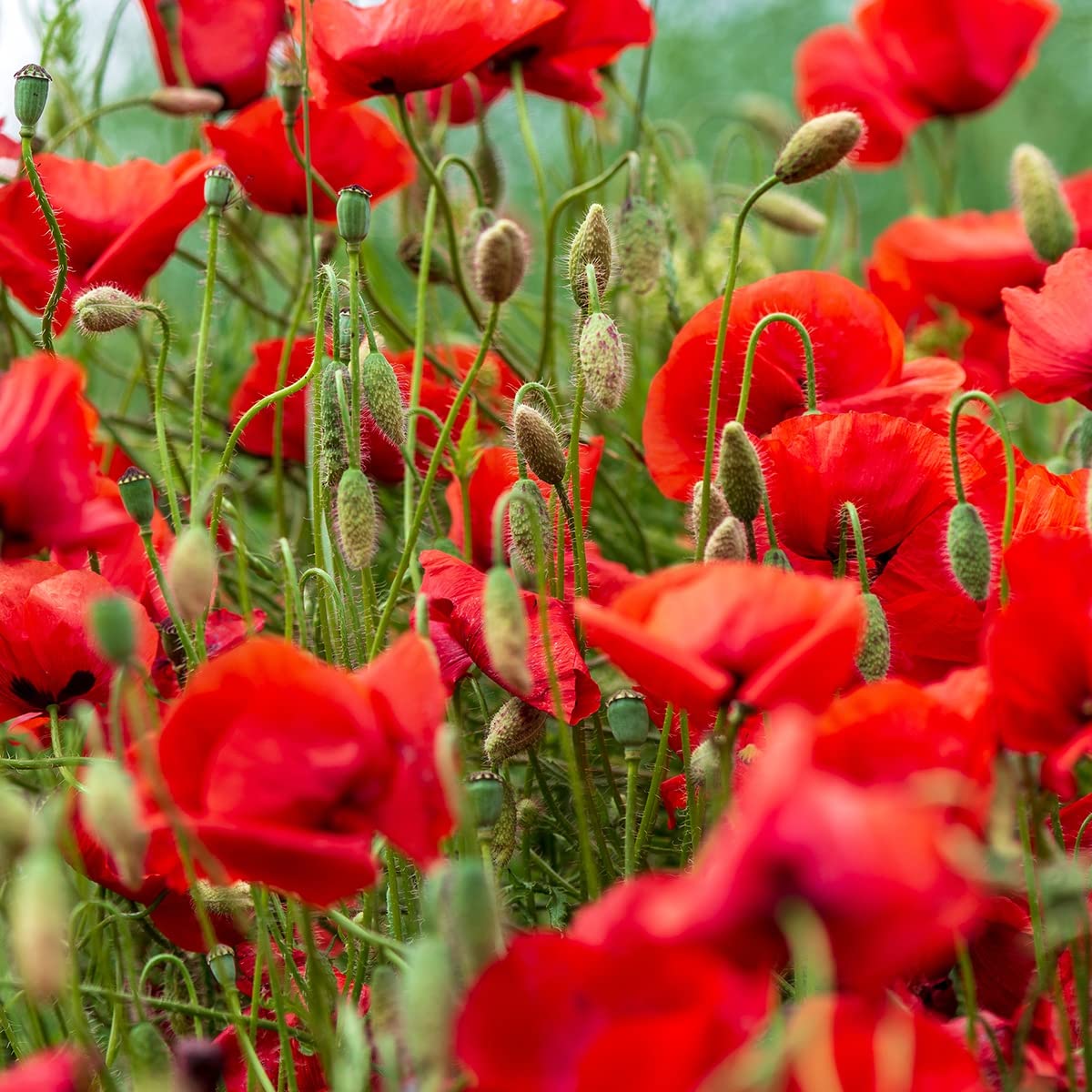 The Old Farmer's Almanac American Legion poppy bloom showcases vibrant red petals for borders.