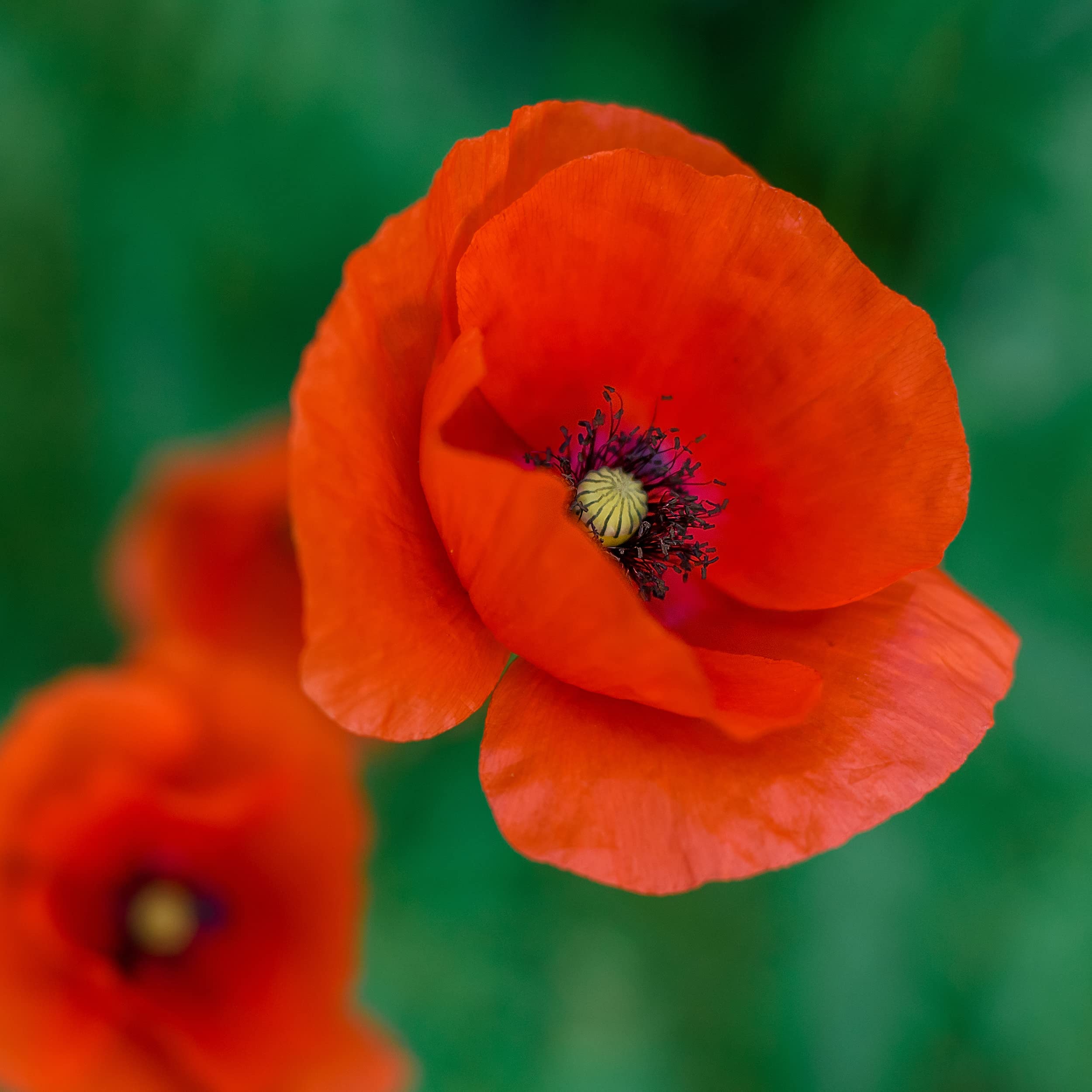 The Old Farmer's Almanac American Legion poppies thrive in full sun and create dramatic color.