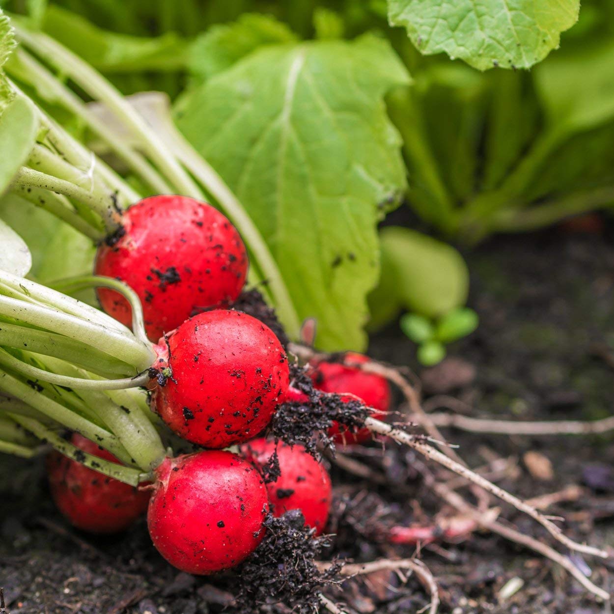The Old Farmer's Almanac Cherry Belle radishes, sliced and ready to brighten salads.