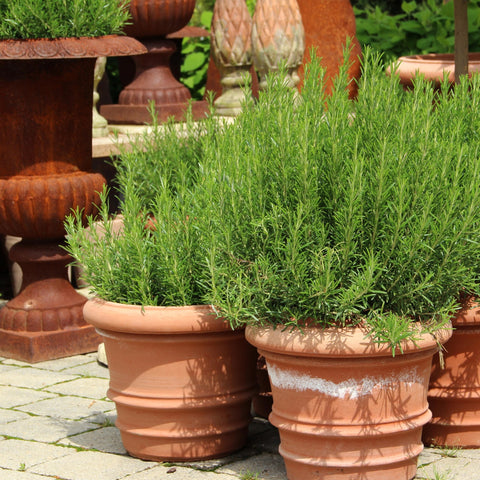 The Old Farmer's Almanac rosemary blue-purple flowers add beauty and pollinator-friendly charm.