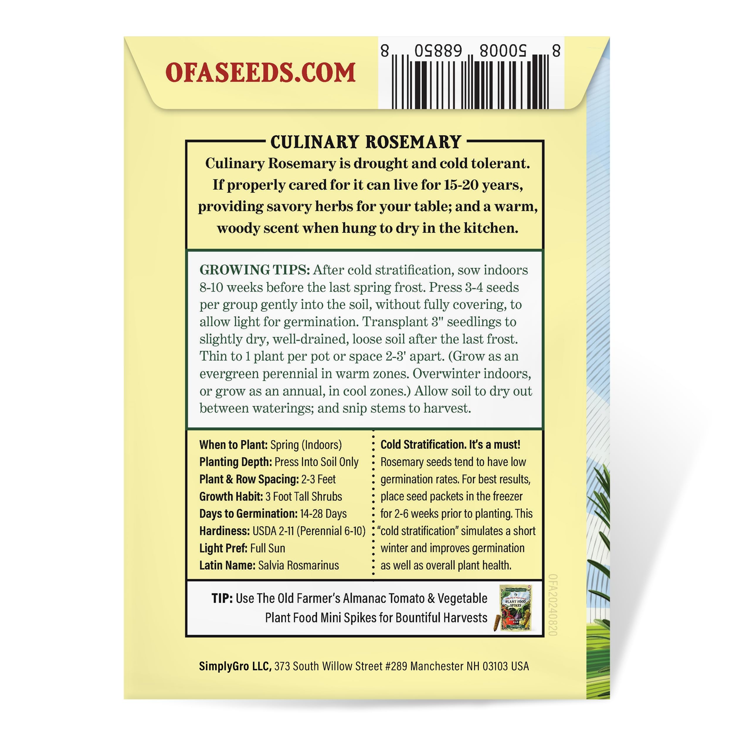 The Old Farmer's Almanac rosemary growing in pot promotes easy indoor overwintering.