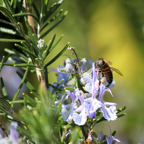 The Old Farmer's Almanac rosemary leaf closeup highlights needles and aroma.