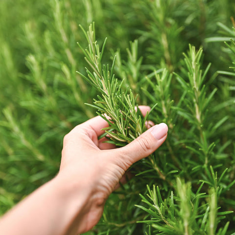 The Old Farmer's Almanac rosemary seed packet back with planting tips for freshness.