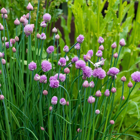 The Old Farmer's Almanac sunlit chive garden showing full sun and partial shade growth.