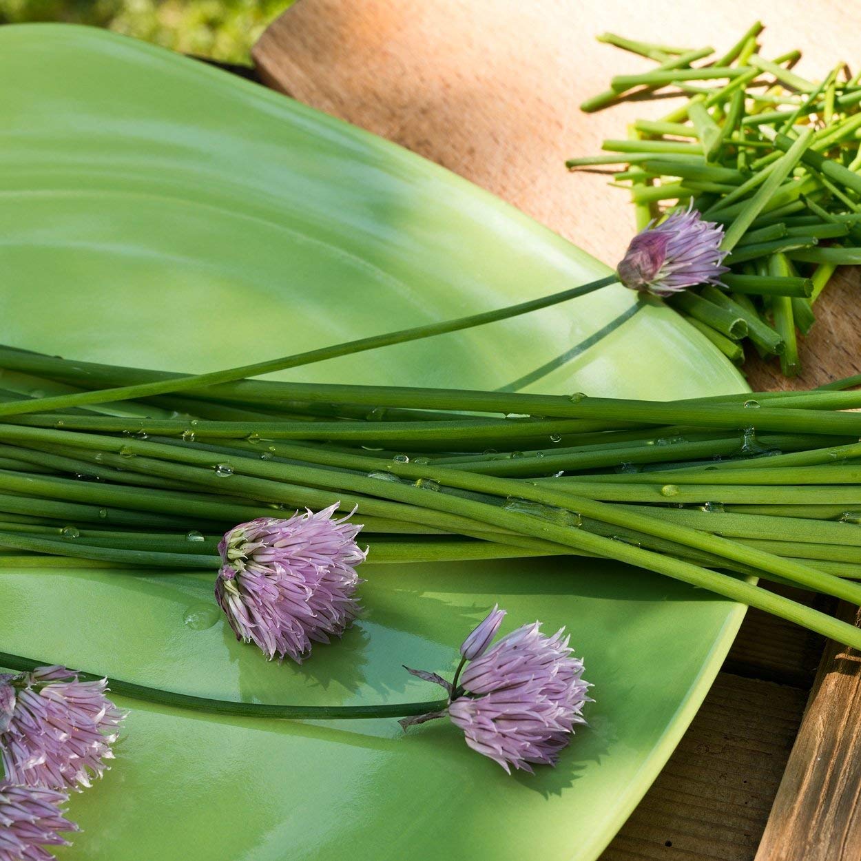 The Old Farmer's Almanac windowsill chives ready for harvest and fresh flavor.
