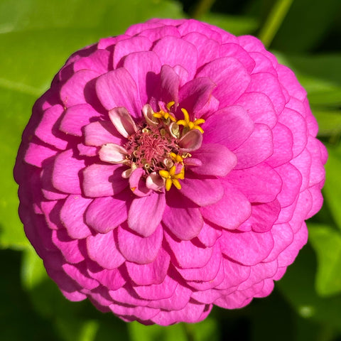 The Old Farmer's Almanac zinnia-dahlia-mix germination-friendly packaging supports healthy sprouting.