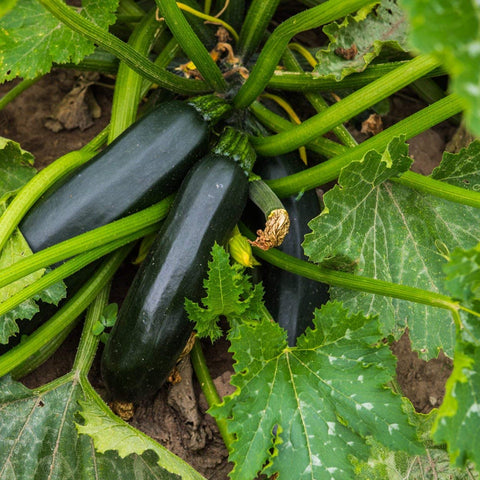 The Old Farmer's Almanac yellow blooms on zucchini vines, edible garnish