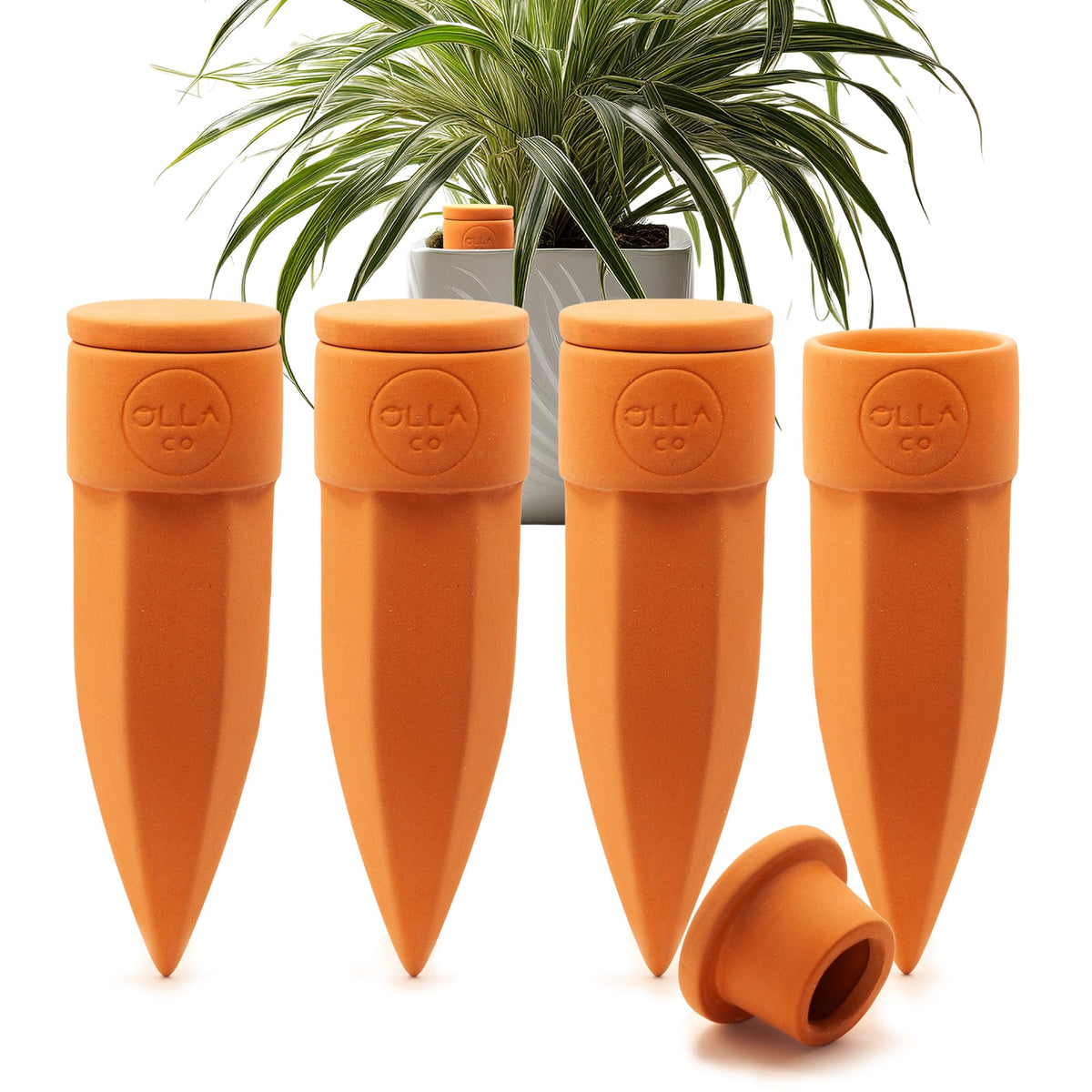 The Olla Company terracotta watering spike with lid for medium pots maintains steady moisture.