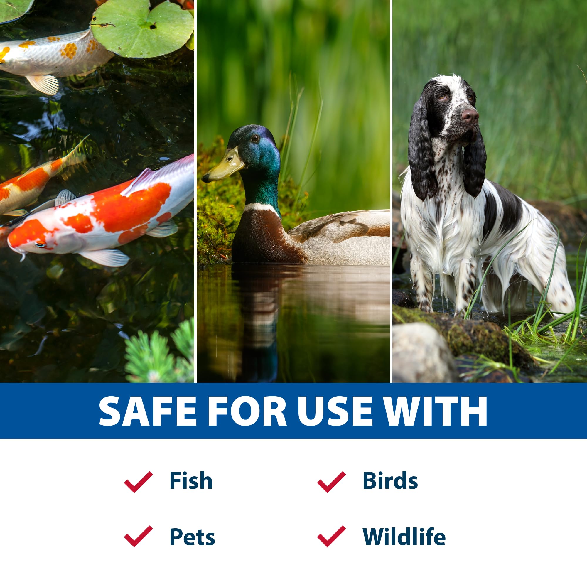 The Pond Guy Muck Defense works in koi ponds and water gardens.