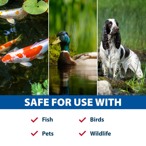 The Pond Guy Muck Defense works in koi ponds and water gardens.