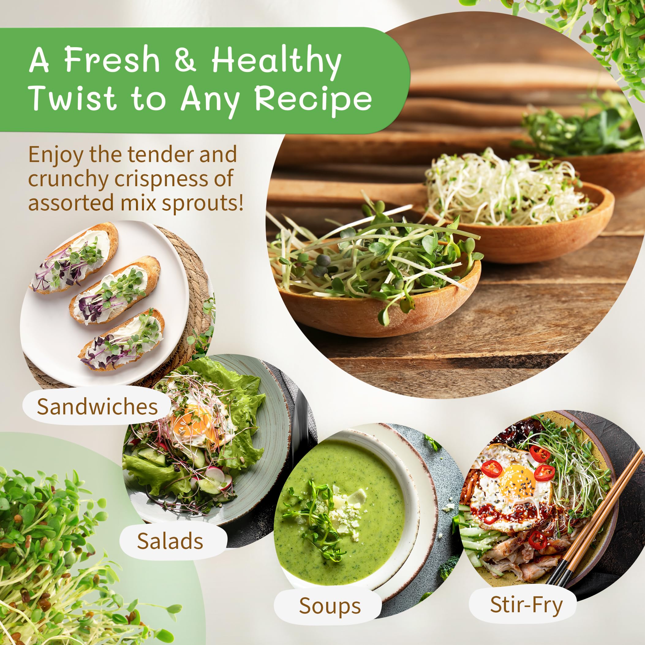 The Sprout House sprouting seeds for fresh salads and smoothies.