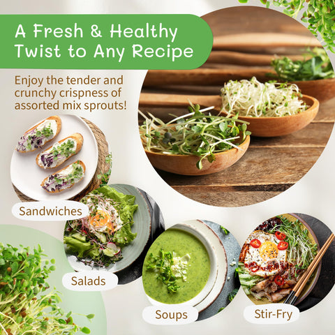 The Sprout House sprouting seeds for fresh salads and smoothies.