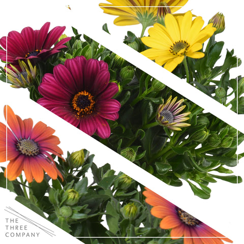 The Three Company osteospermum close-up flowers highlighting vibrant petals for patios.