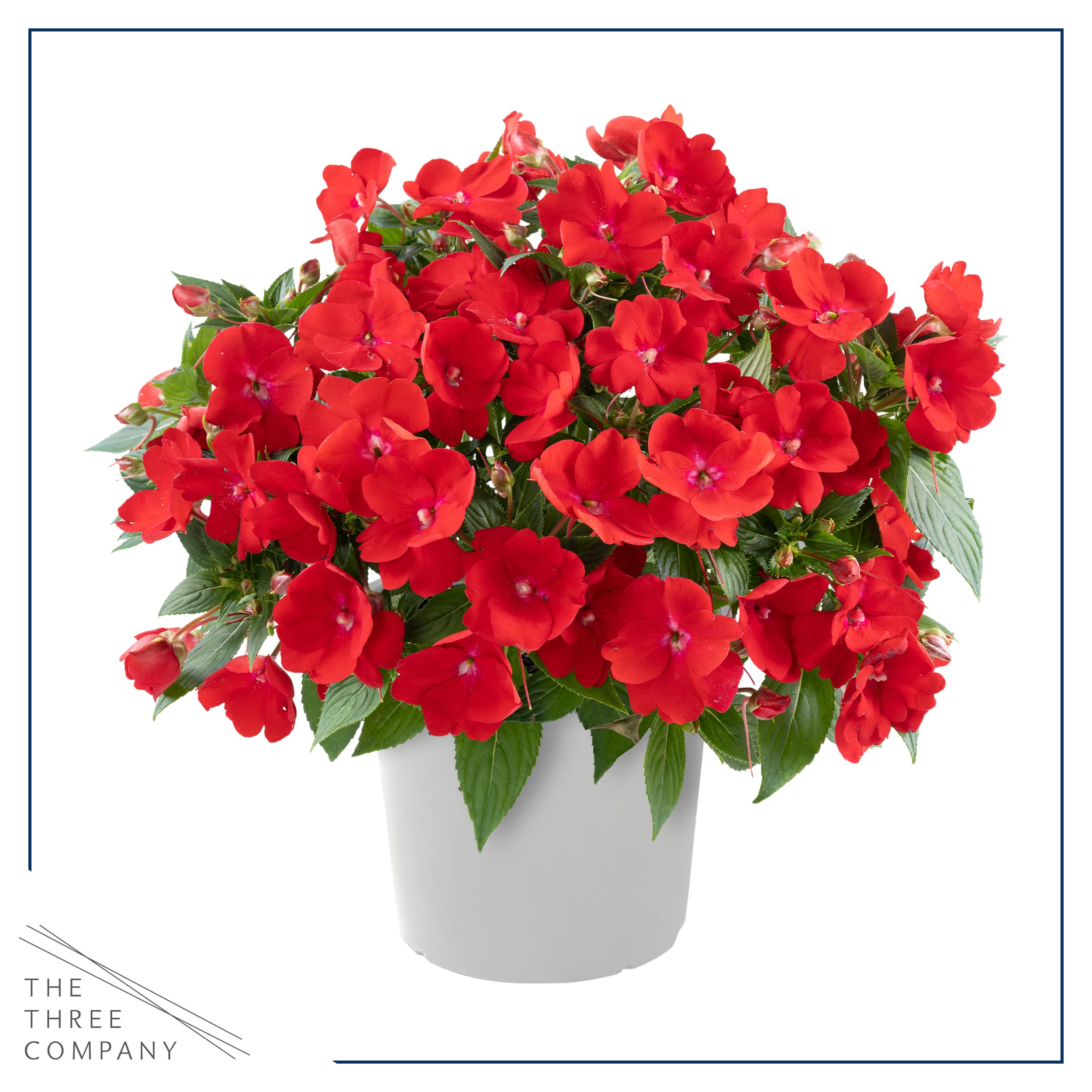 The Three Company assorted colors provide lively borders with low-maintenance appeal.