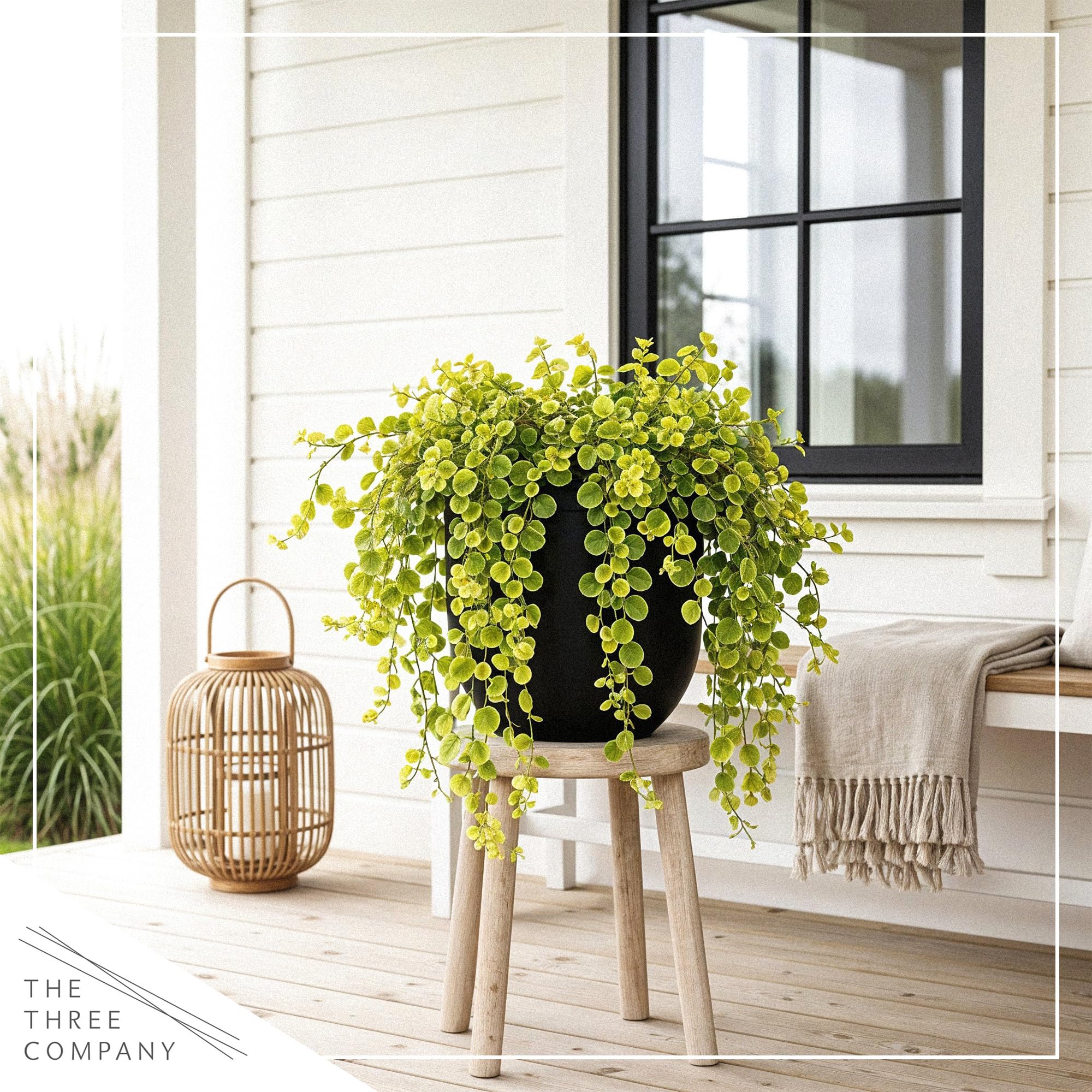 Two-pack Creeping Jenny setup in a decorative container display