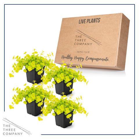 The Three Company Creeping Jenny 4-pack arrives thriving and ready to plant.