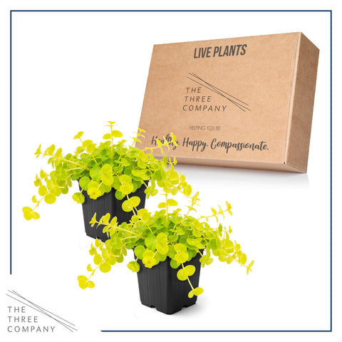 Creeping Jenny used as a border plant in a sunny garden bed