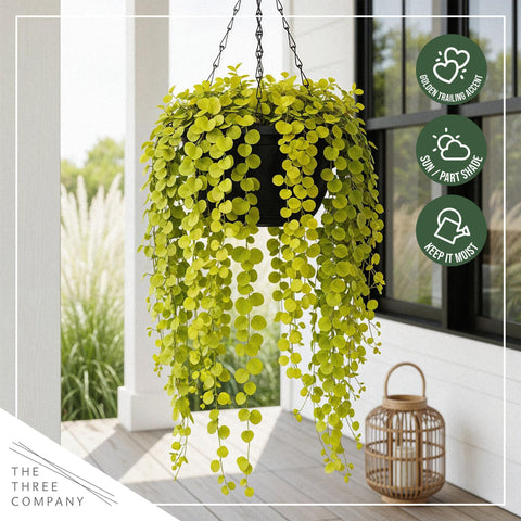 The Three Company Creeping Jenny makes an easy, lush gift for gardeners.
