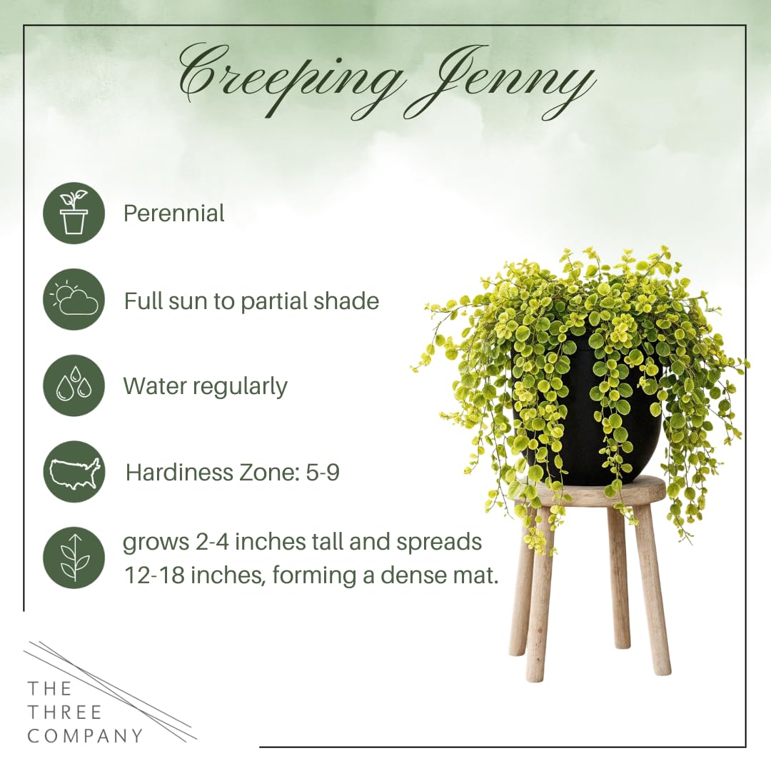 Creeping Jenny in a hanging basket ready to drape with trailing charm