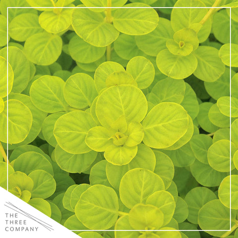 Creeping Jenny forms a spreading mat in a pot, showcasing dense groundcover