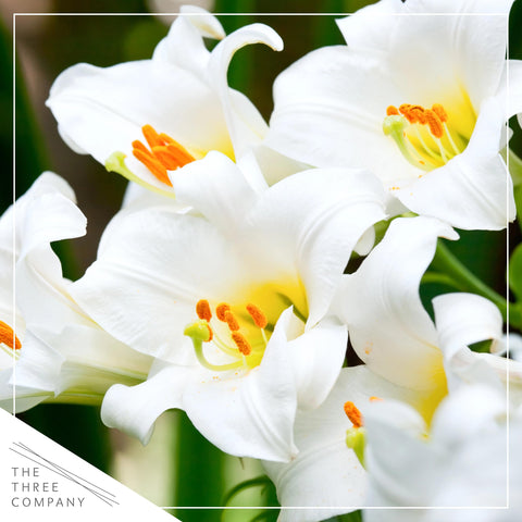 The Three Company Easter Lily 12-inch tall plant in a 1.25 qt pot for indoor display