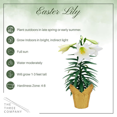The Three Company Easter Lily buds not yet bloomed, soon brightening your space