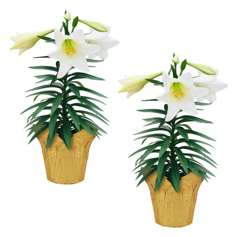The Three Company Easter Lily deco cover two-plants pack ready for a display