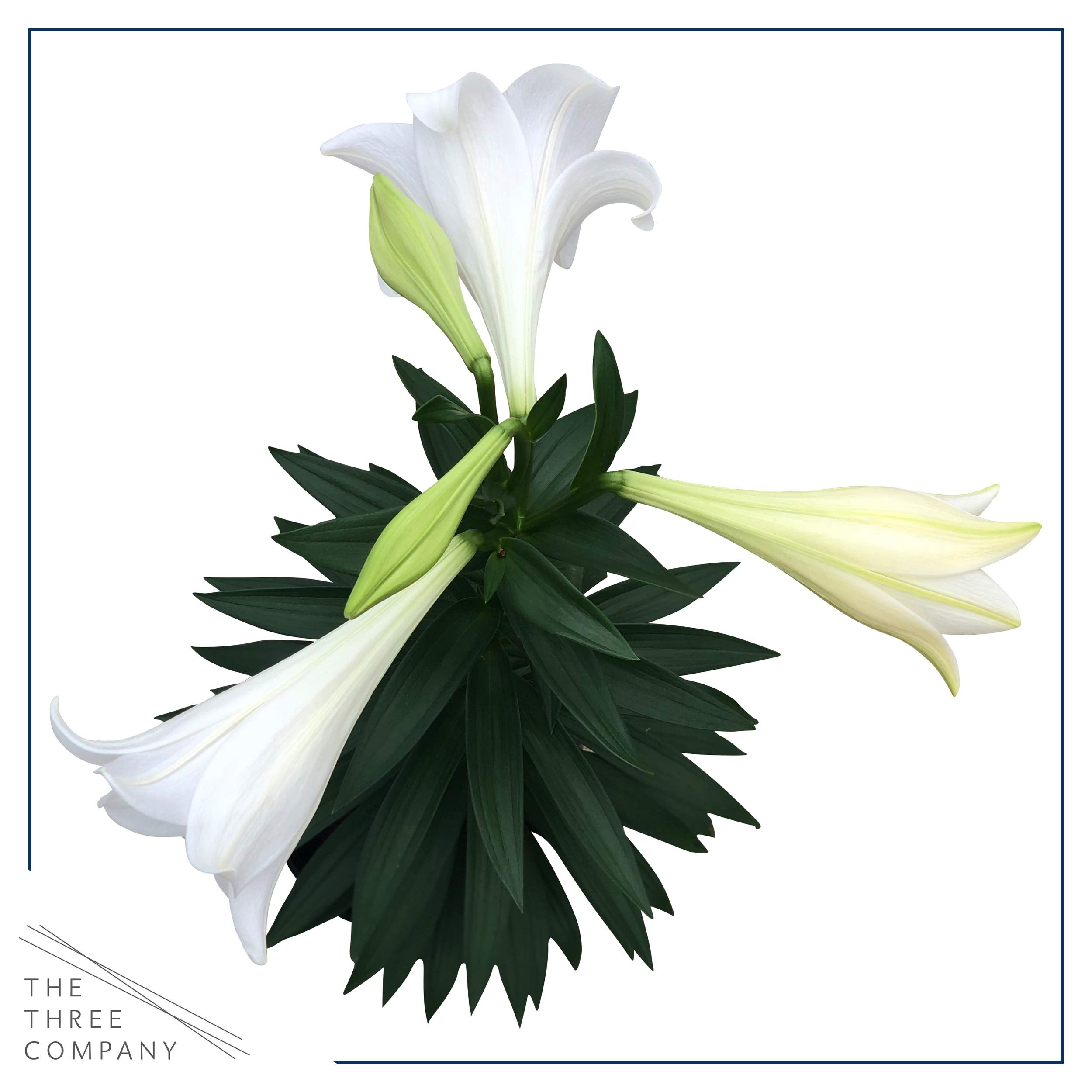 The Three Company Easter Lily care notes for indoor and outdoor placement
