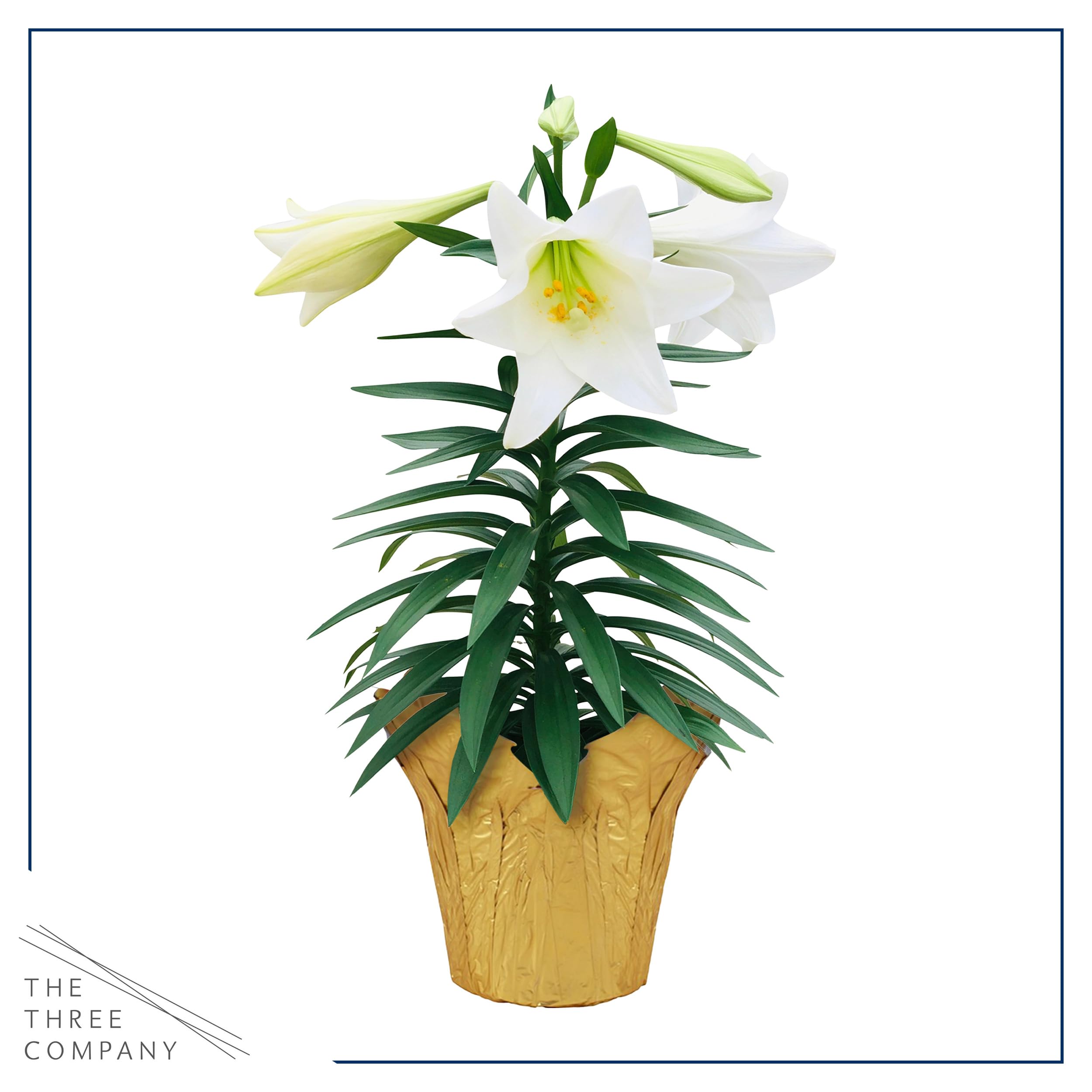 The Three Company Easter Lily white flowers display for a spring vibe