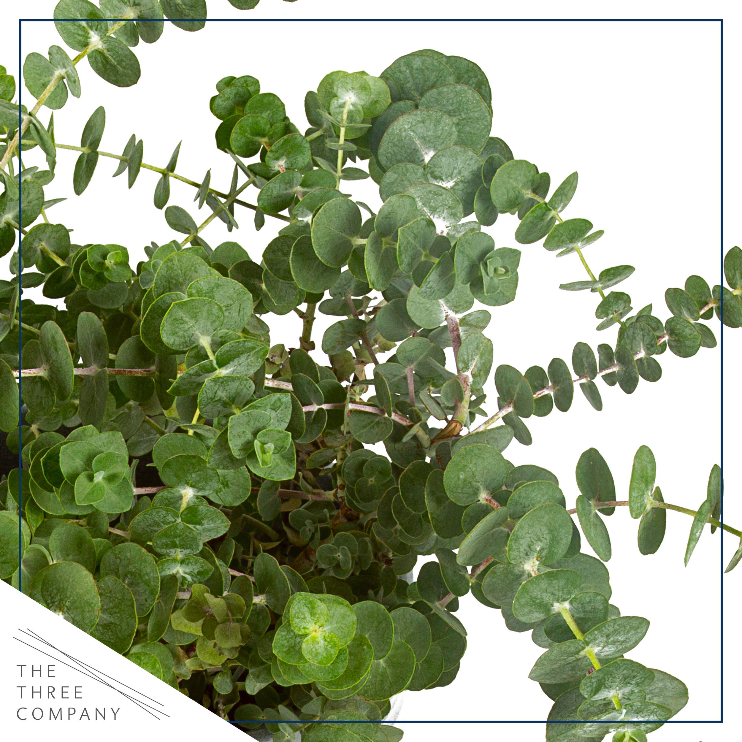 The Three Company eucalyptus stands 14 inches tall and 6 inches wide for counter or shelf display.