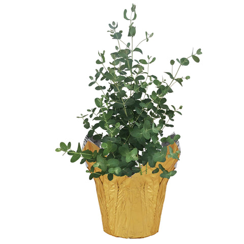 The Three Company eucalyptus air purification plant enhances room air with natural greenery.