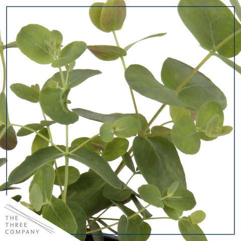 The Three Company eucalyptus aromatic leaf closeup highlights vibrant scent and lush texture.