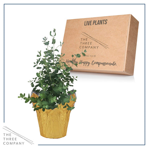 The Three Company care guide included helps you maintain the eucalyptus plant with ease.