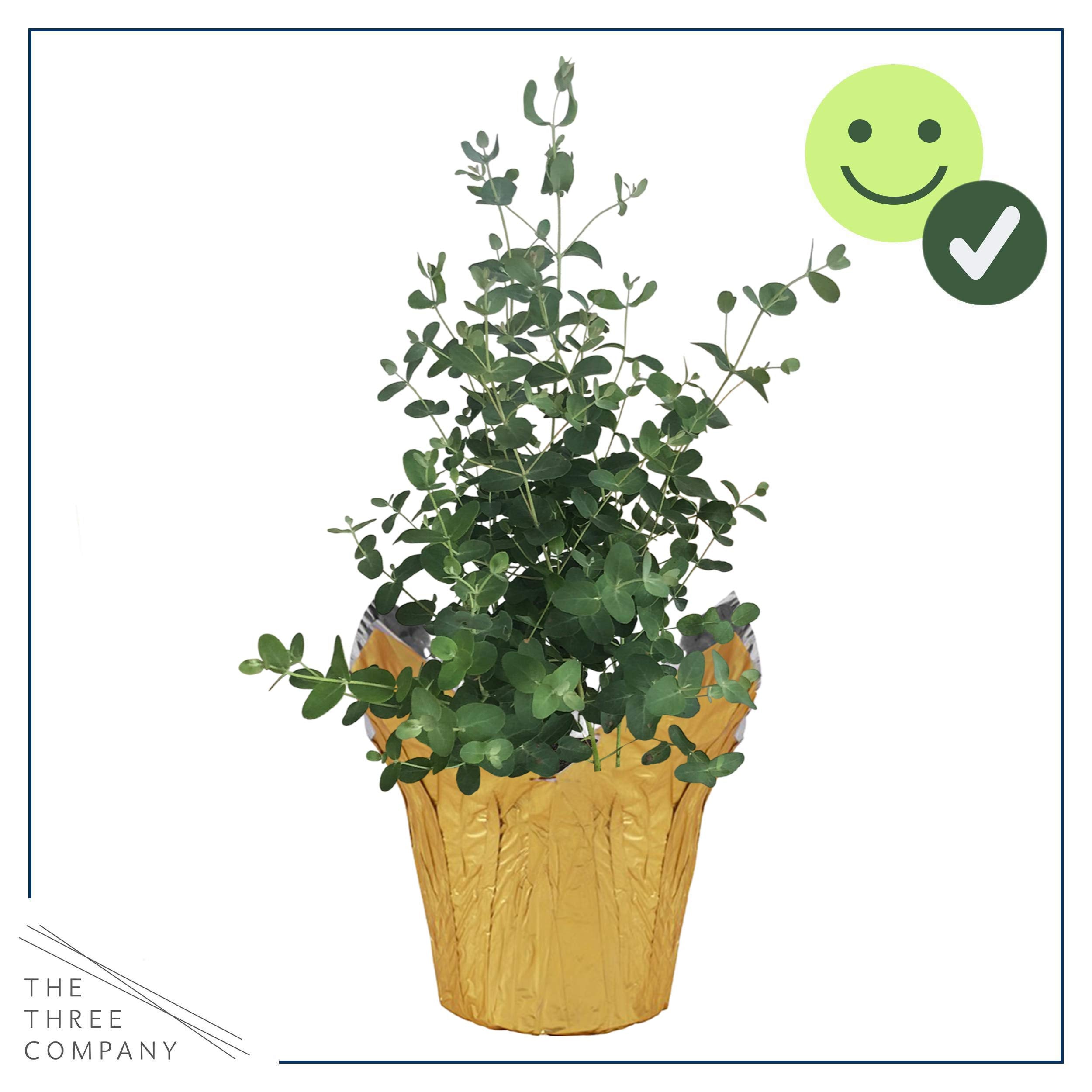 The Three Company eucalyptus deco cover wrapped plant adds stylish decor to any room.