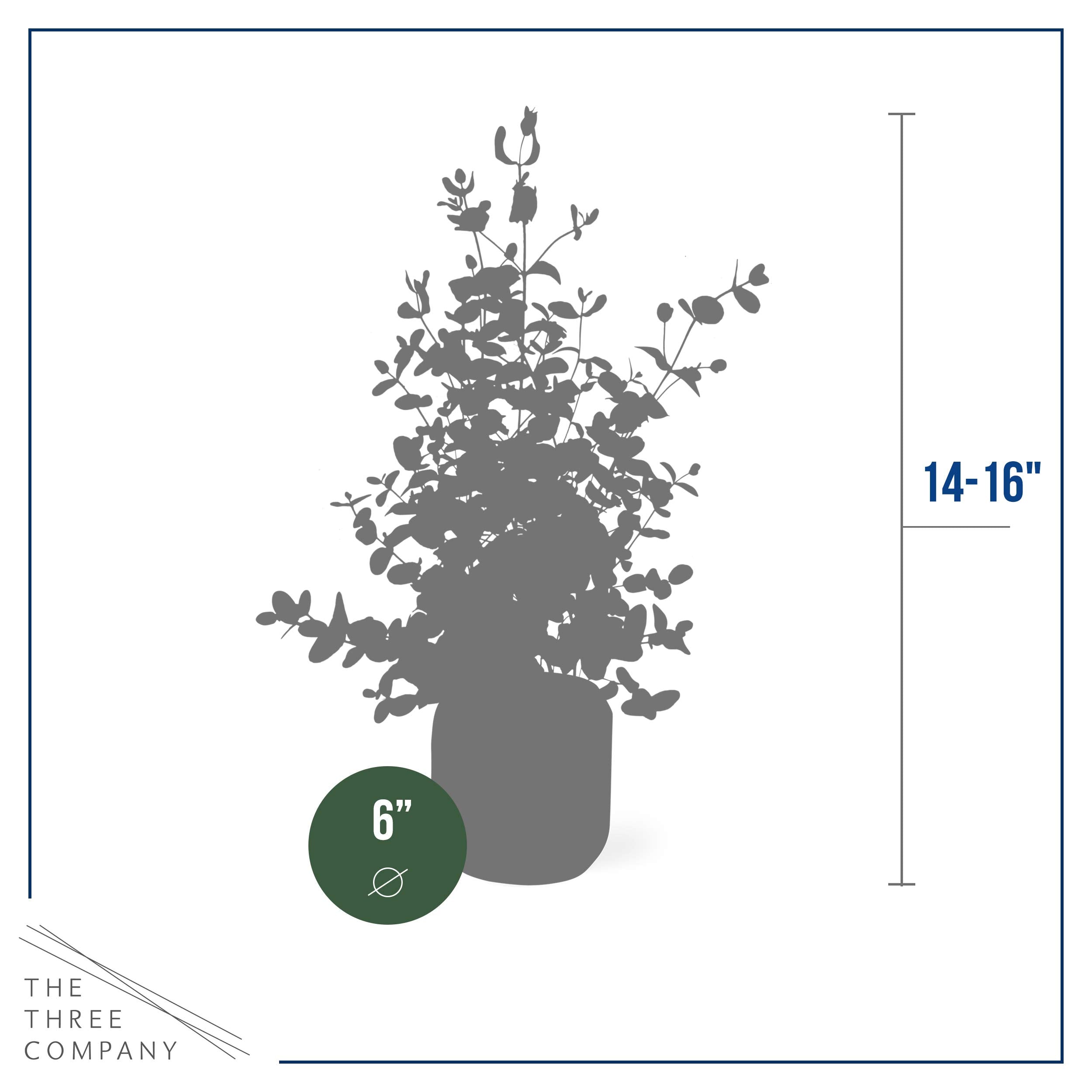 The evergreen eucalyptus leaves provide rich texture and a vibrant green accent.