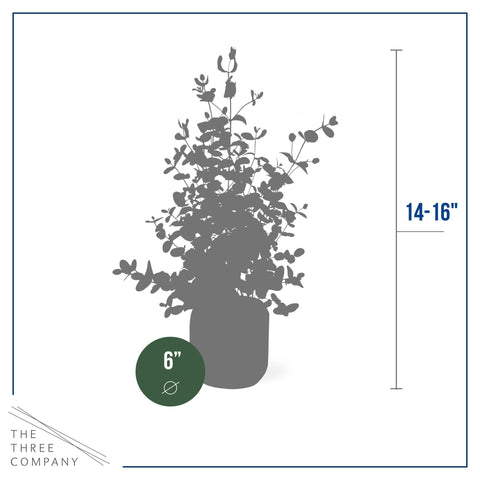The evergreen eucalyptus leaves provide rich texture and a vibrant green accent.