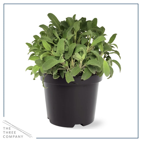 The Three Company eucalyptus leaves close-up highlighting refreshing aroma.