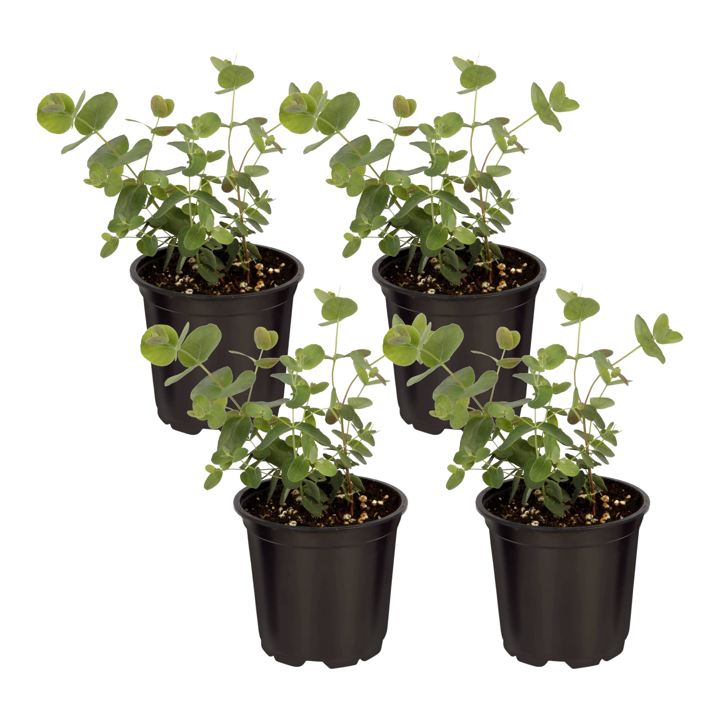 The Three Company eucalyptus live plant 10-inch tall for indoor decor and freshness.
