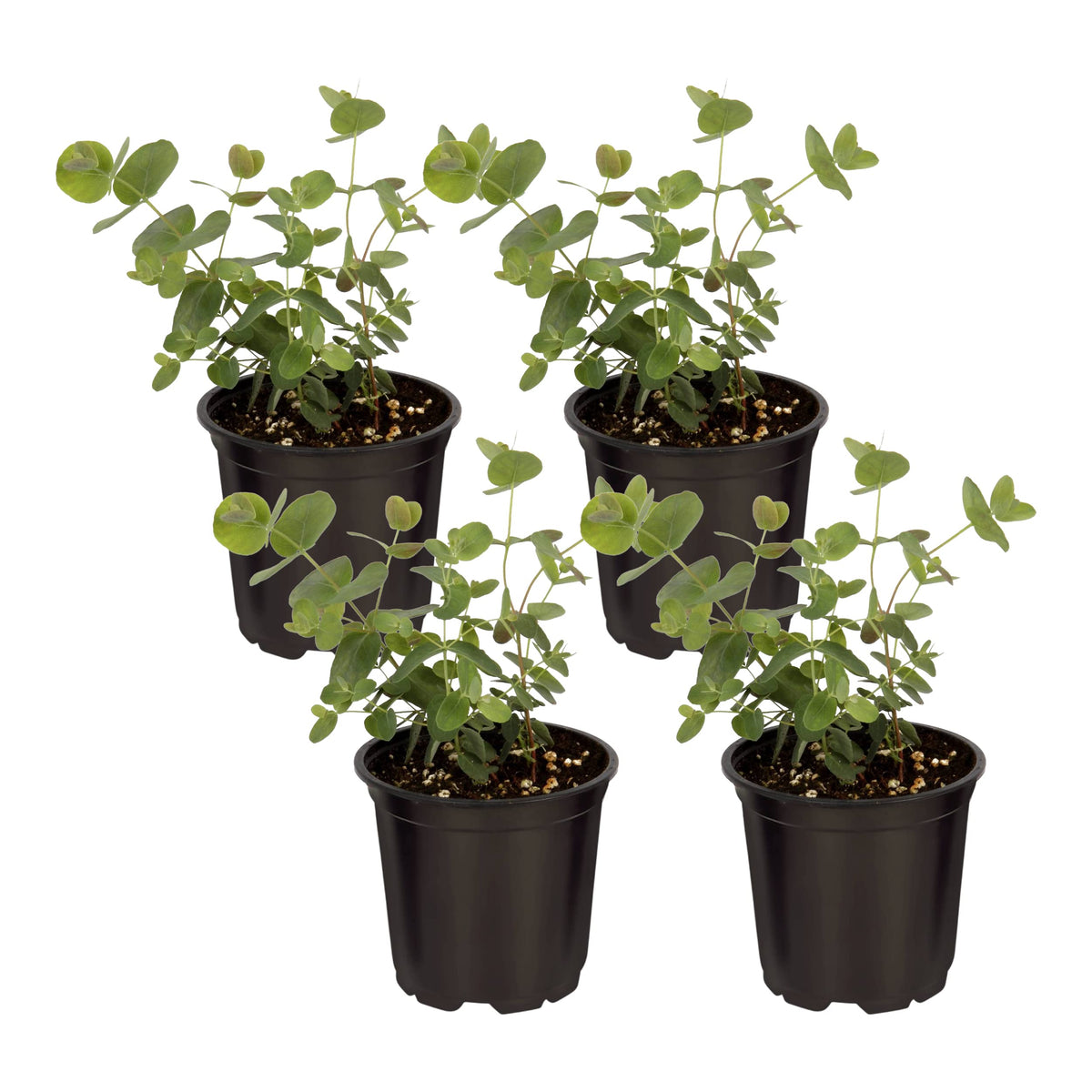 The Three Company eucalyptus live plant 10-inch tall for indoor decor and freshness.