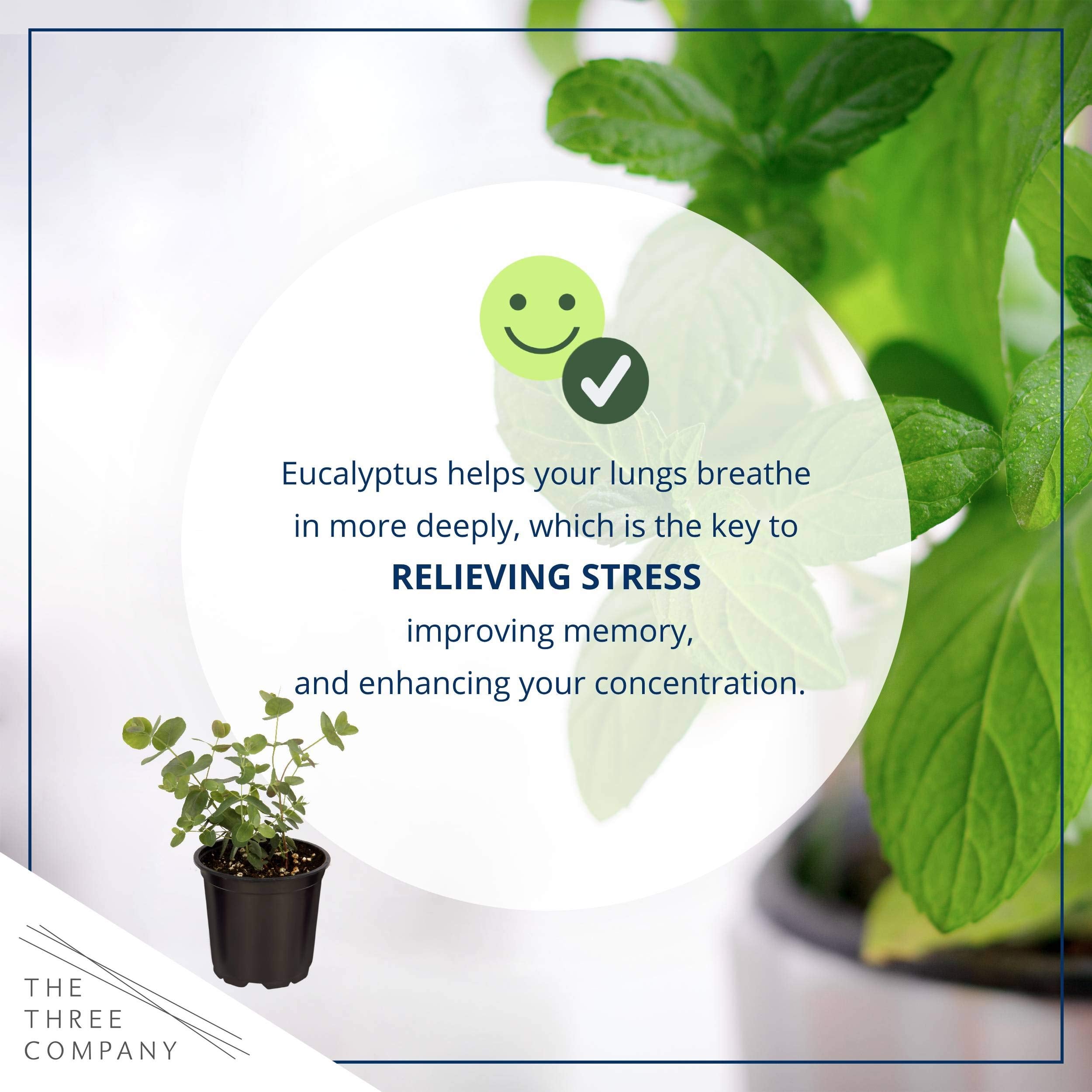 The Three Company live eucalyptus plant arrives fresh with trimming options and a care guide.