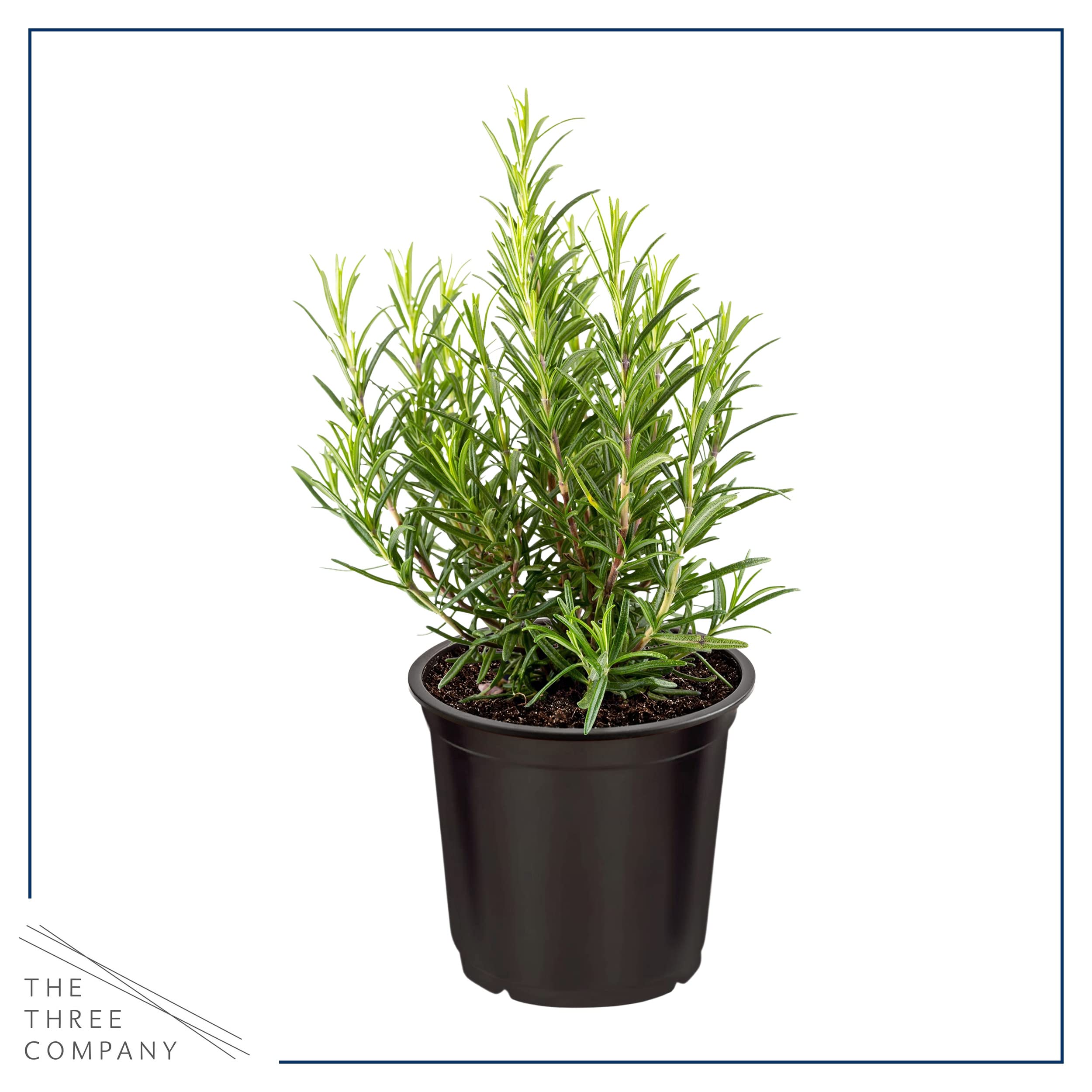 The Three Company eucalyptus plant showing aromatic leaves for refreshing spaces.