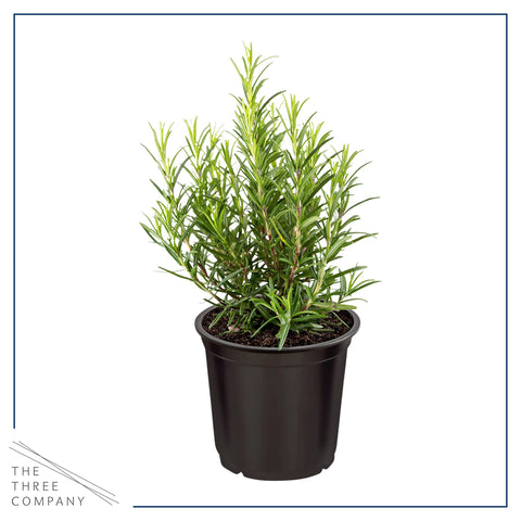 The Three Company eucalyptus plant showing aromatic leaves for refreshing spaces.