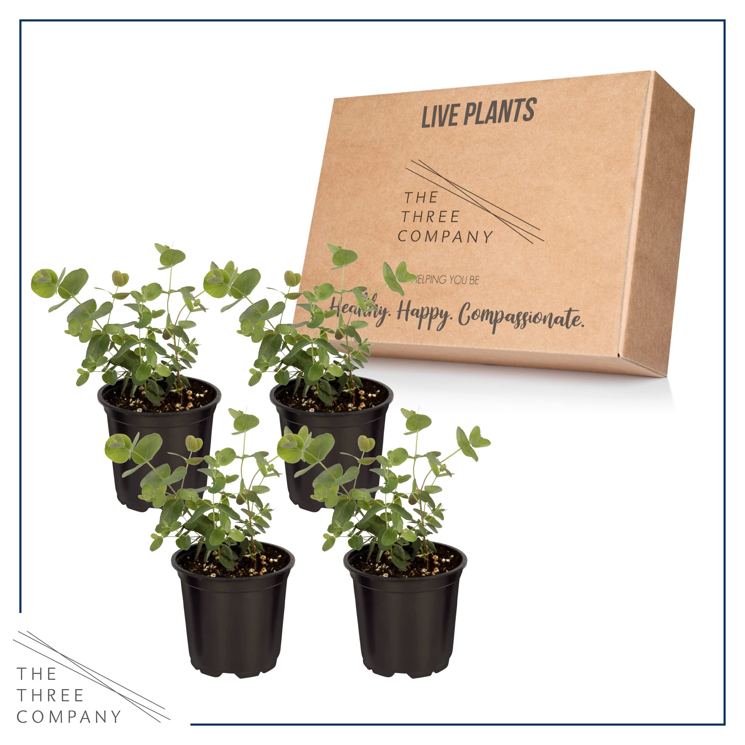The Three Company eucalyptus rapid growth frame illustrates fast height gain and garden versatility.
