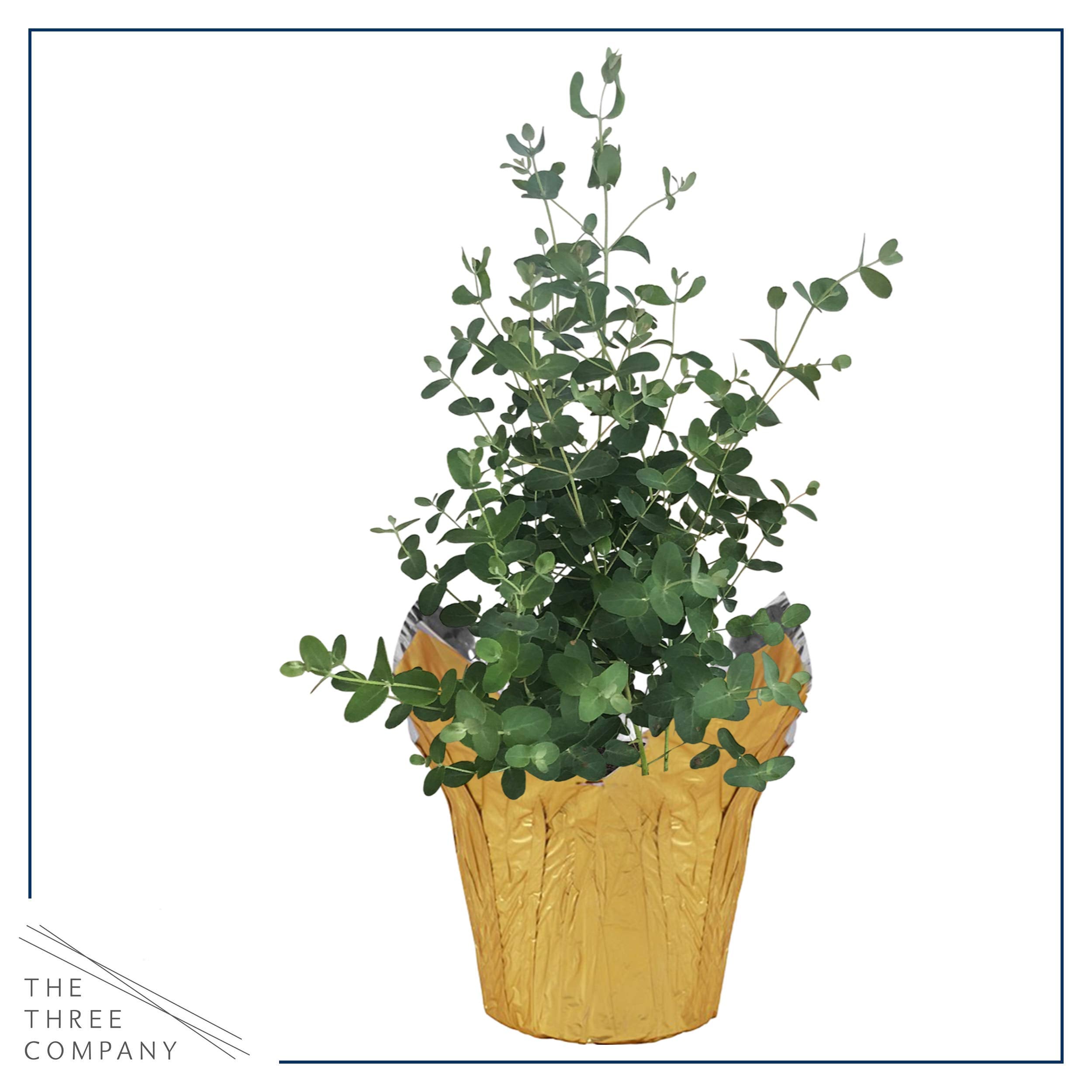 The Three Company eucalyptus fits nicely on a windowsill receiving sunlight for healthy growth.