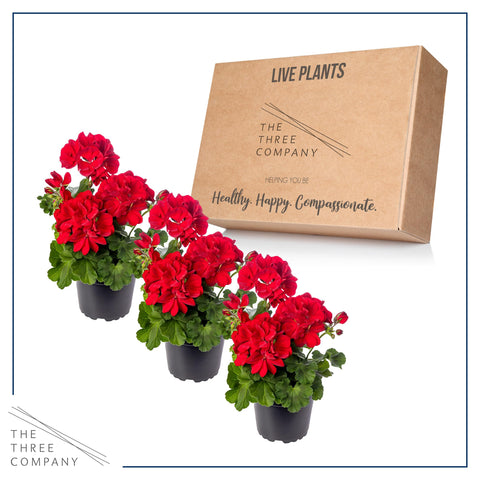 The Three Company red geranium in a garden setting shows outdoor color.