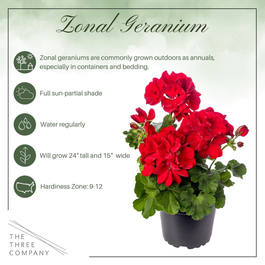 The Three Company red geranium leaves close-up shows color zones and texture.