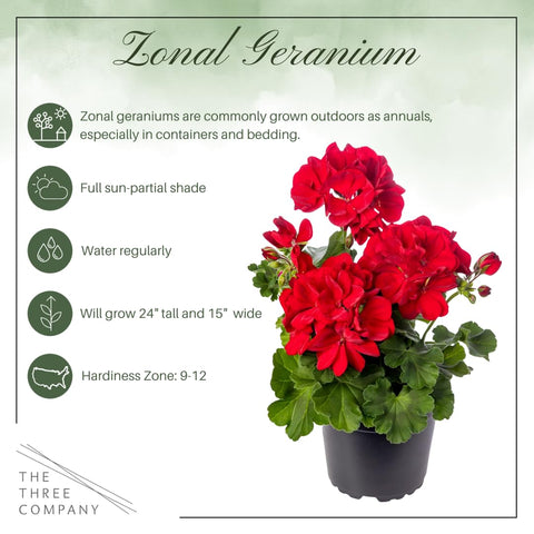 The Three Company red geranium leaves close-up shows color zones and texture.