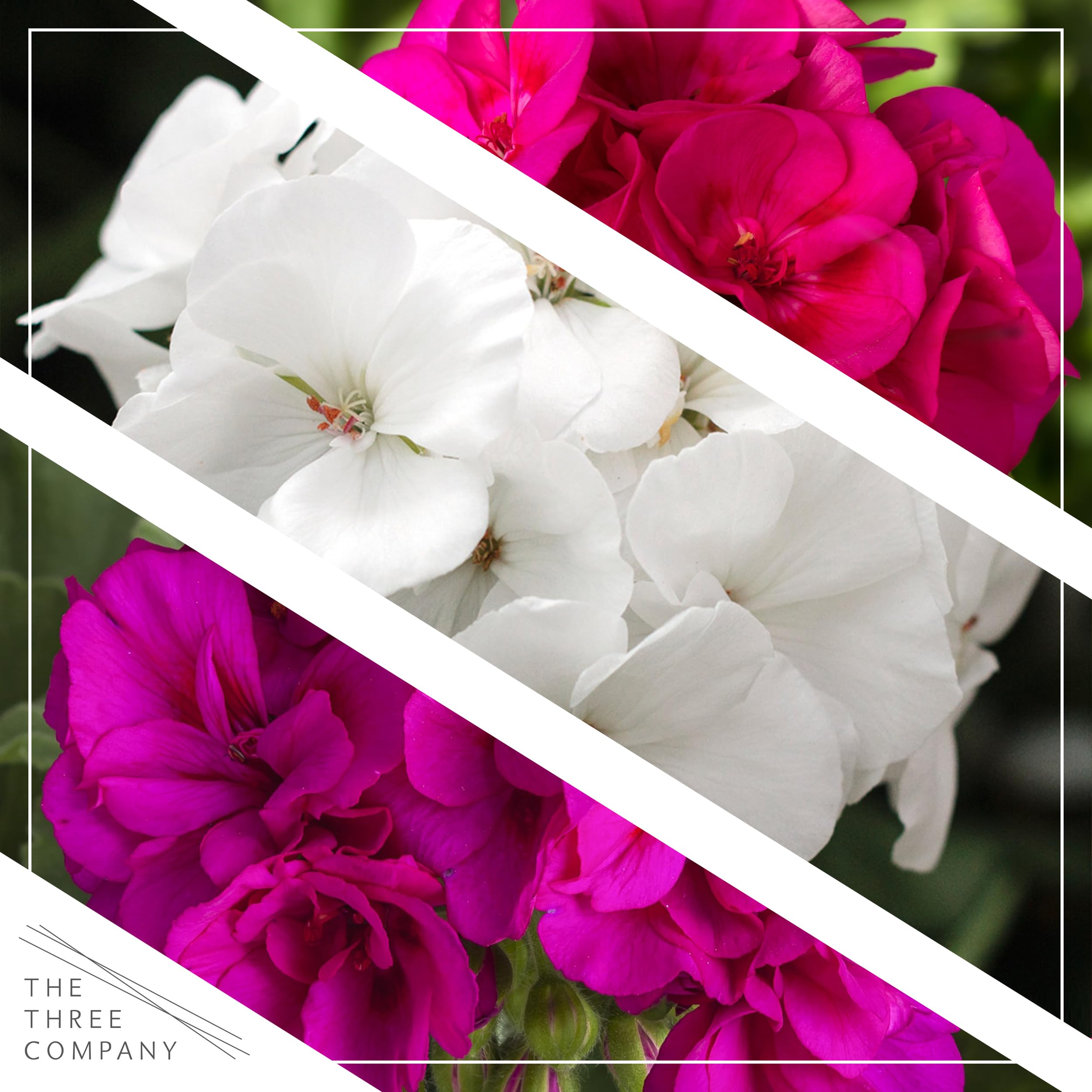 Close-up of bold geranium blooms from The Three Company assortment