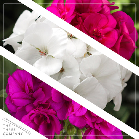 Close-up of bold geranium blooms from The Three Company assortment