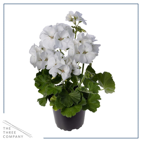 Geraniums in decorative containers for curb appeal by The Three Company